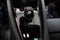2023 Polestar 2 Long Range Dual Motor Performance Plus